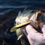 Come Pescare il Bass