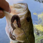 Texas Rig: Cos’è e quando utilizzarlo